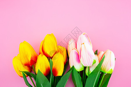 美丽的黄色郁金香花朵 粉红色背面有平板 礼物图片