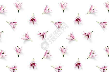 白色背景的花朵开花 百合花板上铺着 绽放 花束图片