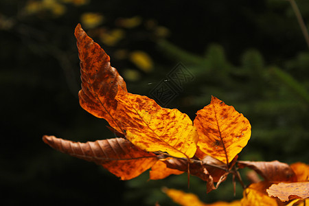 秋天和秋天的落叶 多彩的自然特写 自然背景中的橙色 红色和黄色 公园 户外图片
