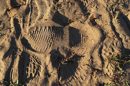 波罗的海海滩上沙滩的详细特写视图 岩石 支撑图片