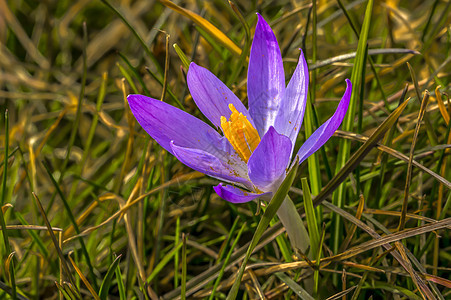 春季花园的野生紫罗兰 蓝色的 花的 芽 草地 季节图片