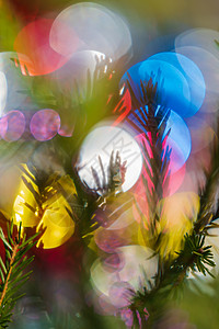 冷杉树枝剪影与针圣诞树 新年快乐图片