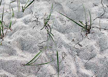 波罗的海海滩上沙滩的详细特写视图 岩石 美丽的图片