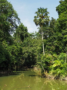 河流的风景 雨林 由河流组成 t图片