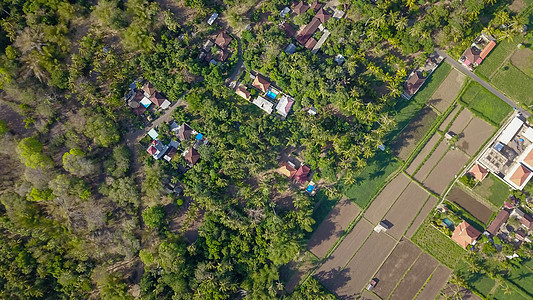 许多别墅 在巴厘岛乌布德的天空背景热带树木之间有棕黄色闪亮的屋顶 阳光照耀着它们 植物 村庄图片