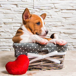 红心小狗在篮子里 带着红心 婚姻 假期 可爱的图片