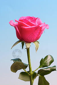 玫瑰馒头静生摄影 宏观 工作室 爱 脆弱性 庆祝 玫瑰 情人节背景