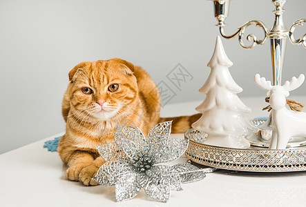 苏格兰的红猫在节日用烛台折叠 假期 邀请函 猫科动物图片