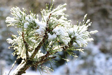 冬季森林下雪时的斯普鲁斯树枝 美丽的 自然图片