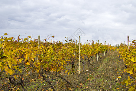 格鲁吉亚卡赫蒂 Kakheti 的葡萄树和葡萄酒园 葡萄藤 秋天图片