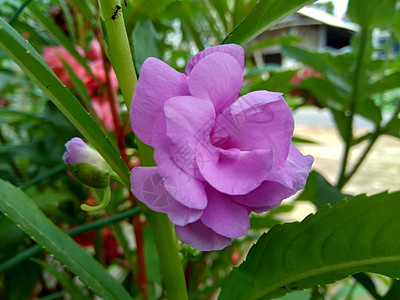 具有自然背景的凤仙花香脂 香脂 花园香脂 玫瑰香脂 不要碰我 斑点金鱼草 印尼人称之为 观赏植物 美丽图片