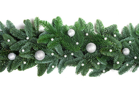 杉树圣诞节边界在惠特的 框架 针叶 高贵 奢华 云杉图片