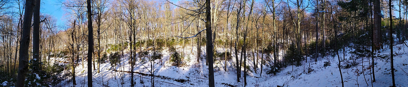 冬天树木没有叶子时 森林中树木的全景变暖 衬套 荒野图片