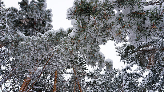 白毛雪落到森林里了 狂欢的心情 山 雪堆 冰图片