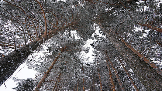 白毛雪落到森林里了 狂欢的心情 冬天 冰 下降图片
