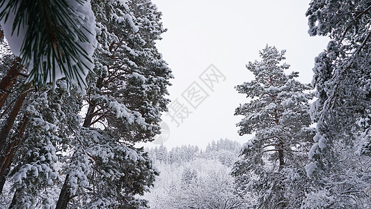 白毛雪落到森林里了 狂欢的心情 霜 云杉 旅行图片