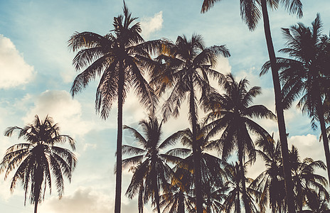 日落天空耀斑和散景自然背景中的热带棕榈椰子树 美丽 蓝色的图片