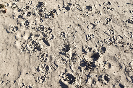 波罗的海海滩上沙滩的详细特写视图 金的 夏天图片