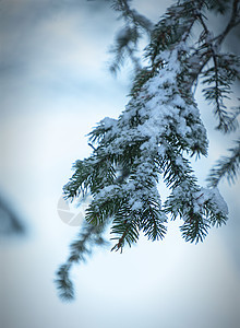 带雪的松树枝 雪花 礼物 自然 庆典 森林 冬天图片