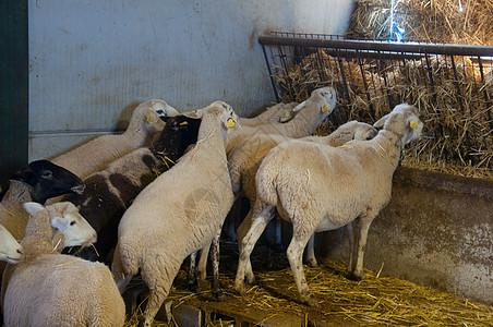 田里吃干草的羊群图片