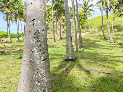 复活节岛棕榈树 复活节岛自然植物图片