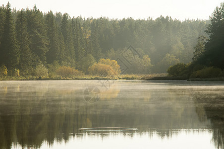 森林附近的水 在水中反射树木 春天 流动 荒野图片