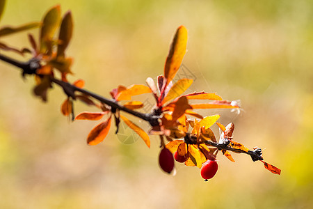 Altai的草原植物 Altai药草和鲜花 药品 溪图片