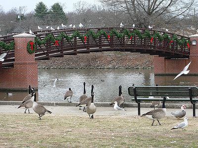 带节假日装饰和加拿大基斯尼比在溪流上方的脚桥 公园 假期图片
