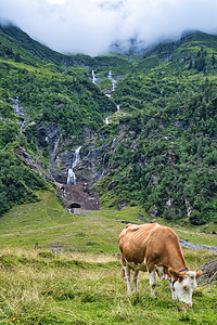 夏美山山地貌的一头奶牛图片