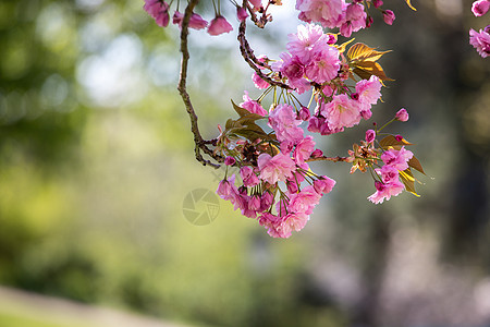 春季 用粉红色花朵 美容和文字空间开动的树 自然 健康图片