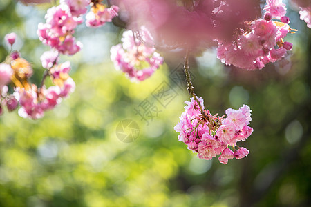 春季 用粉红色花朵 美容和文字空间开动的树 关心 母亲节图片