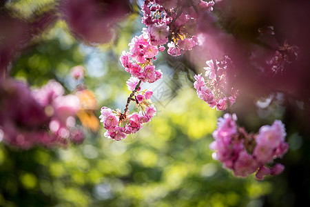 春季 用粉红色花朵 美容和文字空间开动的树 个人卫生 季节图片