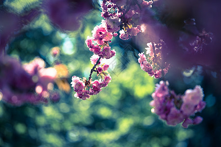 春季 用粉红色花朵 美容和文字空间开动的树 夏天 樱桃图片