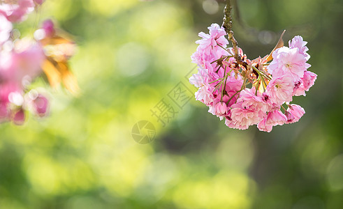 春季 用粉红色花朵 美容和文字空间开动的树 健康 时尚图片