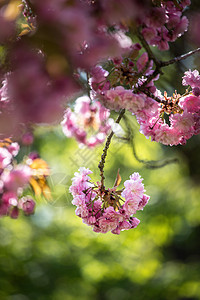 春季 用粉红色花朵 美容和文字空间开动的树 夏天 春天图片