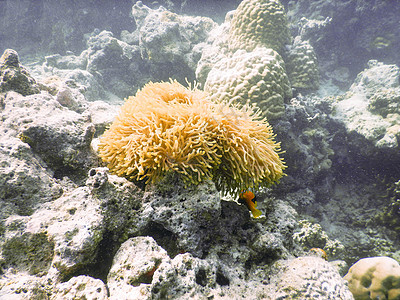 海葵 背景效果 水晶海 图片资源 阳光 海底 珊瑚礁 翡翠海 热带海洋图片