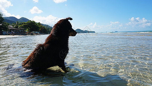 狗坐在大海中享受风景 娱乐 天空 清除 宠物 闲暇图片