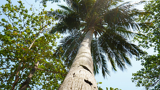 海滩上有椰子的绿棕榈树 植物群 蓝色的 阳光 自然 泰国图片