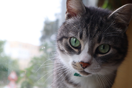 窗口背景上的灰猫 夏天 窗台 大花猫 宠物 晶须 迷人的背景图片