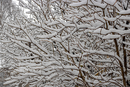 在雪瀑上 冰雪覆盖的布希拉克小布什的树枝 复制了空间 灌木 森林图片
