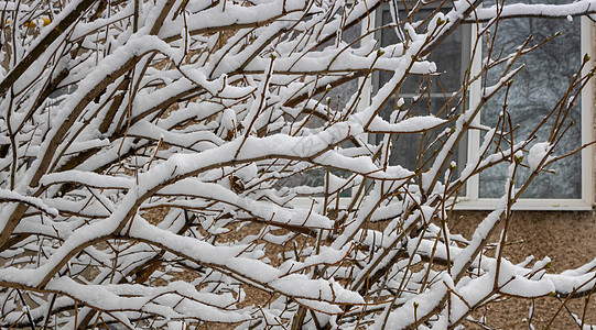 在雪瀑上 冰雪覆盖的布希拉克小布什的树枝 复制了空间 正在下雪 冬季图片