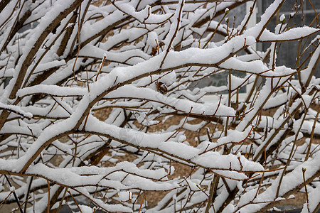 在雪瀑上 冰雪覆盖的布希拉克小布什的树枝 复制了空间 十一月 宁静图片