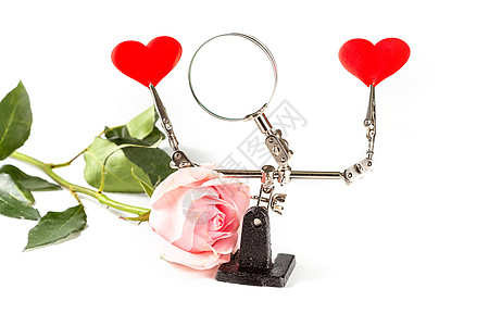 使用工具三手握着红心和白玫瑰的背景 浪漫 假期图片