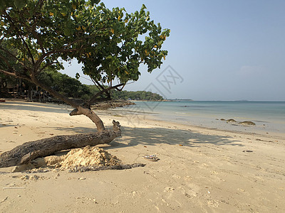 Koh Samet岛海滩上的树上 亚洲 假期图片