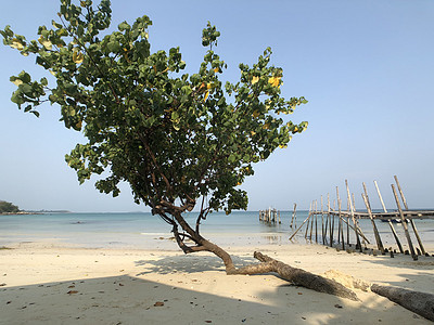 Koh Samet岛海滩上的树上 木头 亚洲图片