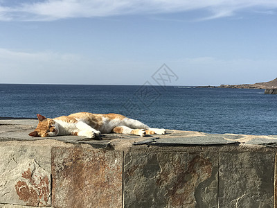在拉斯帕尔马斯的睡猫 岛 拉岛 海洋 假期 寒意图片