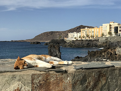在拉斯帕尔马斯的睡猫 房子 大加那利岛 海 天空 海洋图片