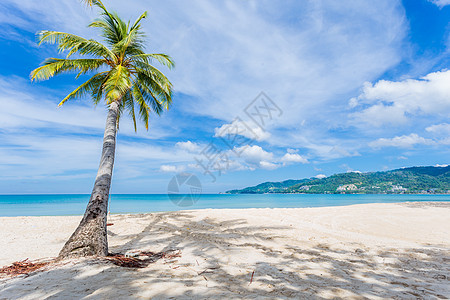 暑假和假期背景概念 美丽的椰子树在热带海滩上 笑声 背景图片