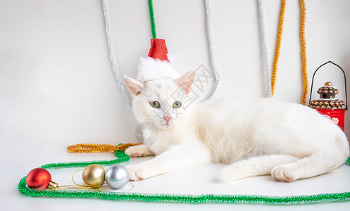 一只白猫在圣诞老人帽子特写镜头在白色背景上的肖像 宠物看着框架 信任的概念 圣诞节和新年 衣服图片