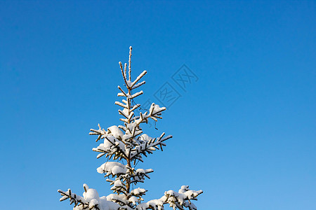 美丽的圣诞树上覆着雪 底部风景 与蓝天隔绝 关闭 背景 景观图片